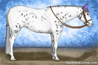 Horse Color:Black Tobiano Frame Appaloosa 