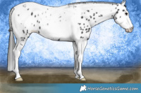 Horse Color:Black Tobiano Frame Leopard 