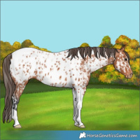 Horse Color:Bay Splash Tobiano Near Leopard  and Bay Tobiano Near Leopard 