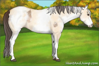 Horse Color:White Spotted Bay Dun Rabicano  and White Spotted Amber Champagne Dun Rabicano 