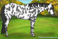 Horse Color:Blue Roan Near Leopard 