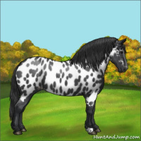 Horse Color:Blue Roan Appaloosa
