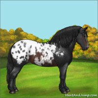 Horse Color:Brown Appaloosa 