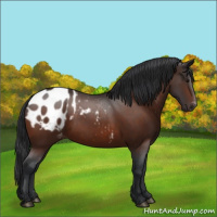 Horse Color:Bay Appaloosa 
