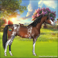 Horse Color:White Spotted Bay 