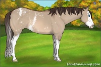 Horse Color:White Spotted Brown Dun Splash Appaloosa 
