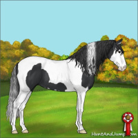 Horse Color:Black Splash Tobiano