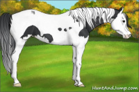 Horse Color:Black Splash Tobiano 