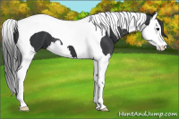 Horse Color:Black Splash Tobiano 