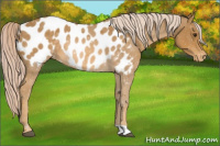 Horse Color:Palomino Appaloosa