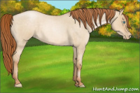 Horse Color:Buckskin Roan Pearl Dun