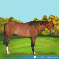 Horse Color:Bay Rabicano 