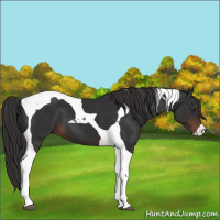 Horse Color:Liver Chestnut Tobiano 