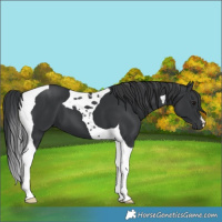 Horse Color:Black Tobiano 