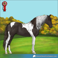 Horse Color:Liver Chestnut Tobiano 