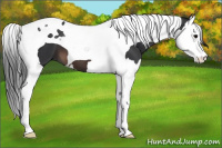 Horse Color:Brown Splash Tobiano 