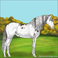 Horse Color:Liver Chestnut Sabino 