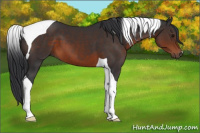 Horse Color:Brown Tobiano
