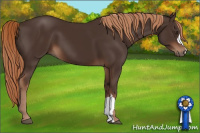 Horse Color:Liver Chestnut 