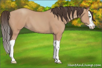 Horse Color:Amber Champagne Splash 