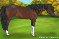Horse Color:Bay Tobiano 