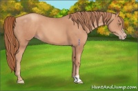 Horse Color:Gold Champagne Sabino 