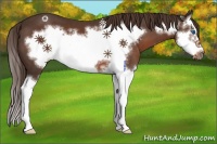 Horse Color:Liver Chestnut Splash Frame 