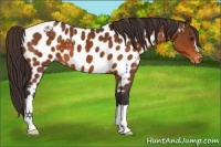 Horse Color:Buckskin Appaloosa 