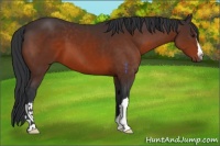 Horse Color:Brown 