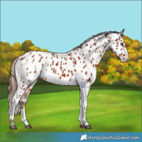 Horse Color:Chestnut Tobiano Near Leopard 