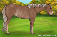 Horse Color:Chestnut Rabicano 