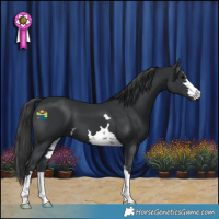 Horse Color:Black 