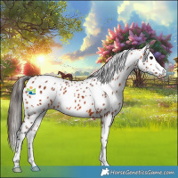 Horse Color:Bay Appaloosa 