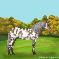 Horse Color:White Spotted Silver Brown Dun Appaloosa 