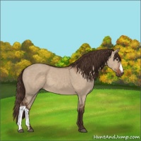 Horse Color:Liver Red Dun 