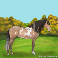 Horse Color:White Spotted Sable Champagne Rabicano 