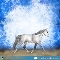 Horse Color:Gray Brown Sabino Rabicano 