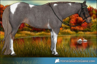 Horse Color:Liver Red Roan Tobiano