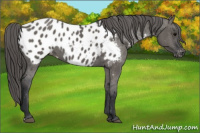 Horse Color:Grullo Appaloosa 