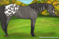 Horse Color:Grullo Appaloosa 