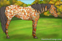 Horse Color:Grullo Appaloosa 