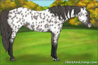 Horse Color:Grullo Near Leopard 