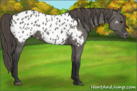 Horse Color:Grullo Appaloosa 