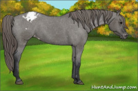 Horse Color:Grullo Varnish 