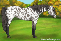 Horse Color:Grullo Appaloosa 