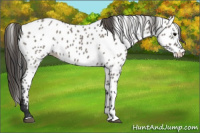 Horse Color:Grullo Near Leopard 