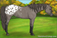 Horse Color:Grullo Appaloosa 