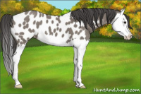 Horse Color:Grullo Splash Appaloosa 