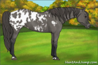 Horse Color:Grullo Appaloosa 