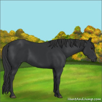 Horse Color:Black 